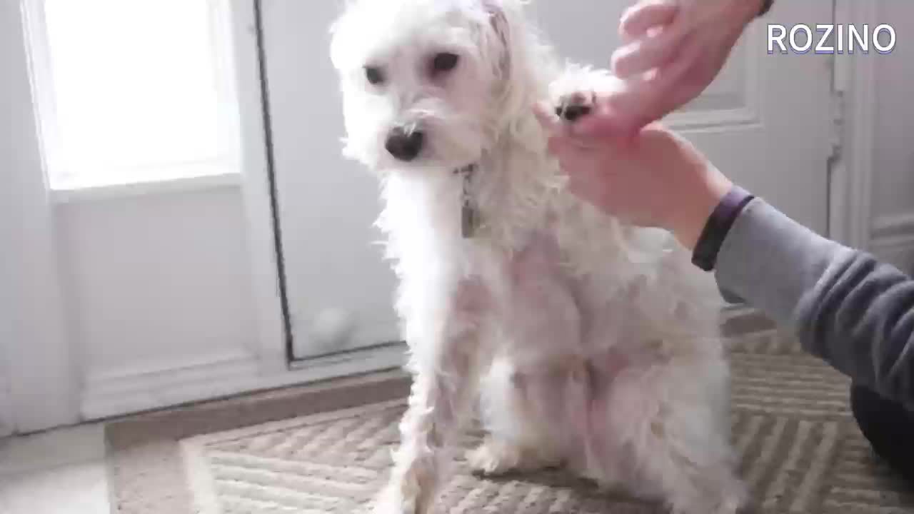 ROZINO Paw Care Moisturizing Cream for Dogs, 40g - Natural Shea Butter, Coconut Oil & Vitamin C Formula - Deep Hydration and Protection for Pet Paws, Safe for Cats and Dogs, Uncharged